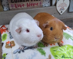 Guinea Pig rodents Two Female Guinea Pigs - Leeds area - Advert 3