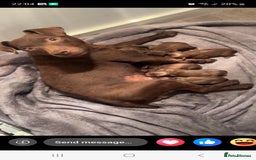 Patterdale Terrier dogs for sale: Patterdale terriers - Image 10