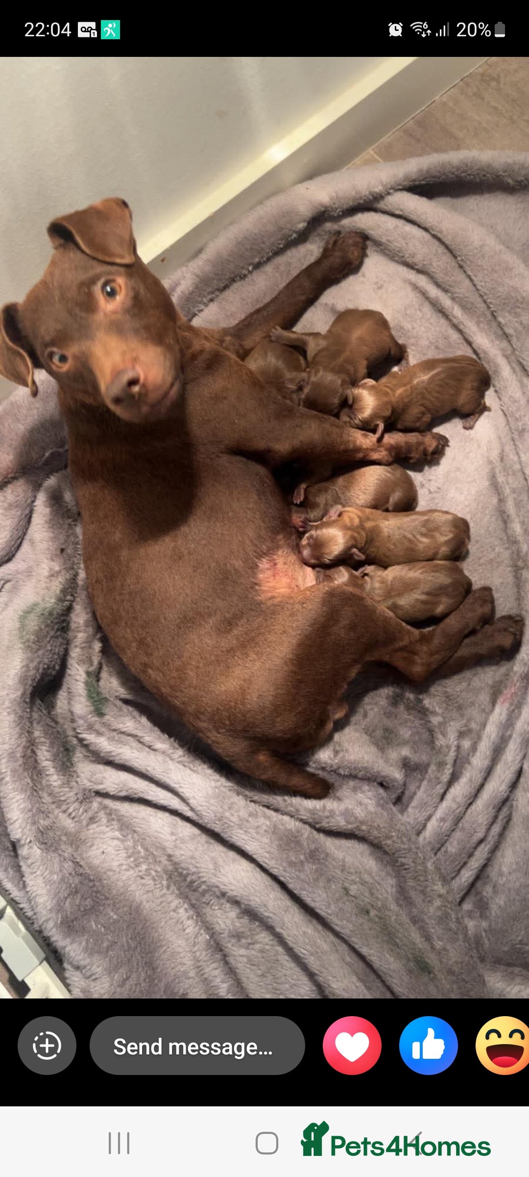 Patterdale Terrier dogs for sale: Patterdale terriers - Image 10