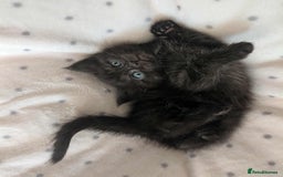 Ragdoll cats for sale: 2 Gorgeous Ragdoll kittens - Image 1