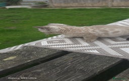 Bengal cats for sale: 5 females 1 male snow bengal kittens  - Image 6