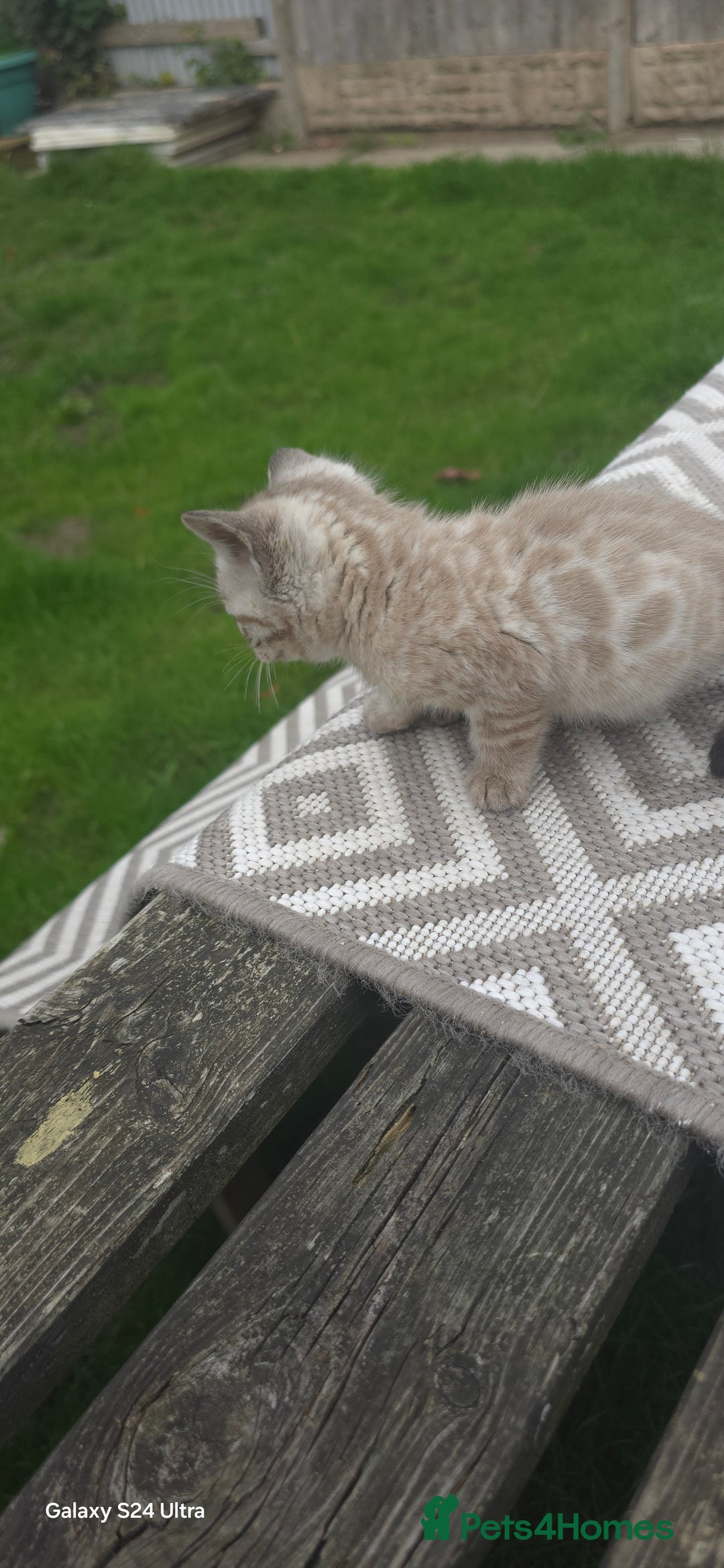 Bengal cats for sale: 5 females 1 male snow bengal kittens  - Image 6