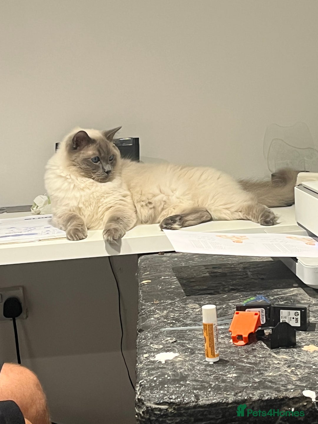 Ragdoll cats for sale: 5 year old Ragdoll cat - Image 4