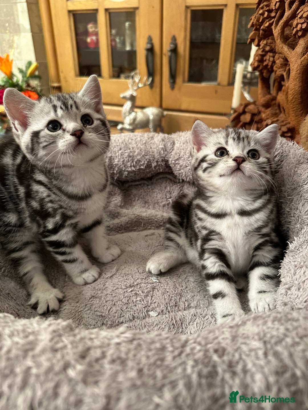 British Shorthair cats for sale: BSH stunning Silver Tabby kittens - Advert 9