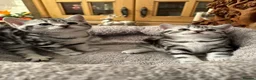 British Shorthair cats for sale: BSH stunning Silver Tabby kittens - Advert 10
