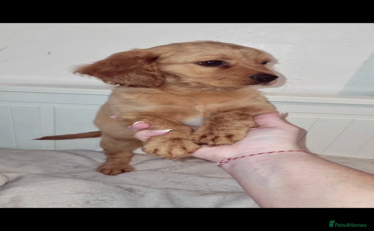 Cocker Spaniel dogs - Advert 7