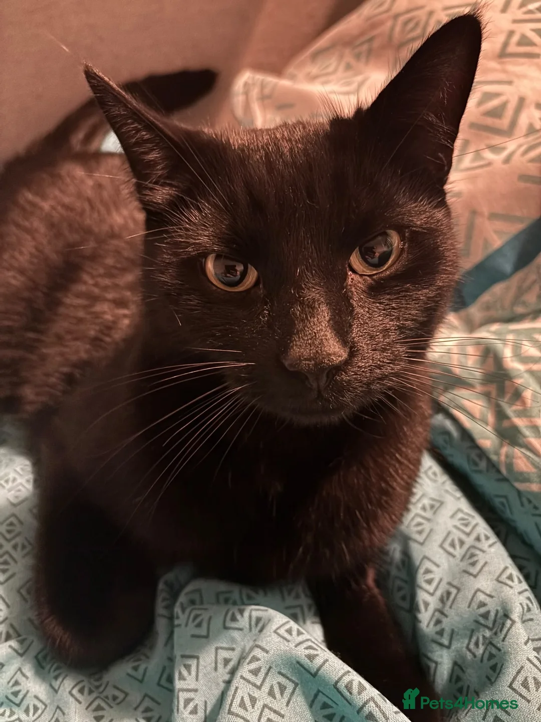 Mixed Breed cats for sale: 6 year old male cat needs a loving home - Advert 1