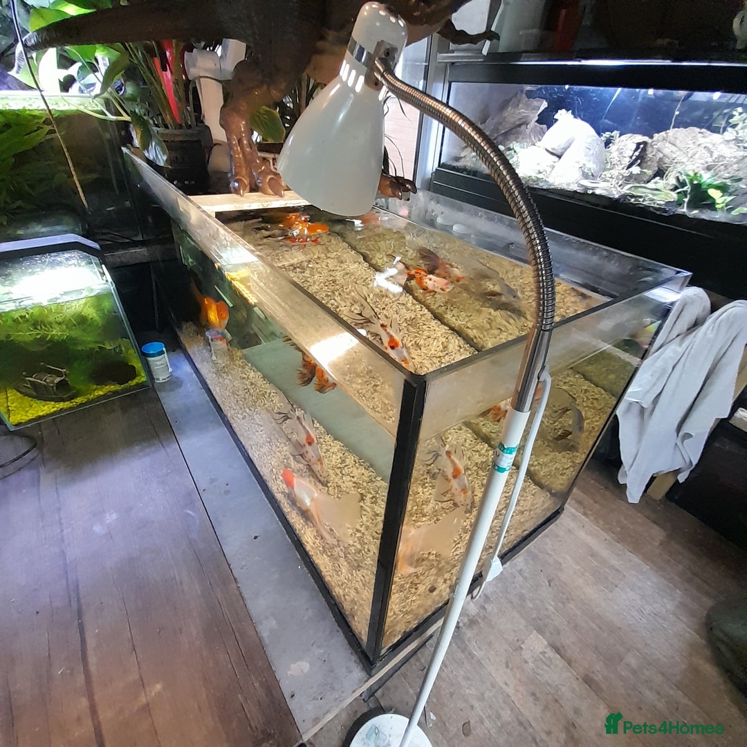 Fancy Goldfish fish for sale: Orienmetal gold fish  - Image 1