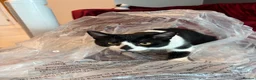 Bombay cats for sale: 2 tuxedo gorgeous brothers! ♥️ - Advert 3
