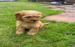 Cockapoo dogs for sale: Beautiful Cavapoo Puppy of Fox Red F1  - Image 5