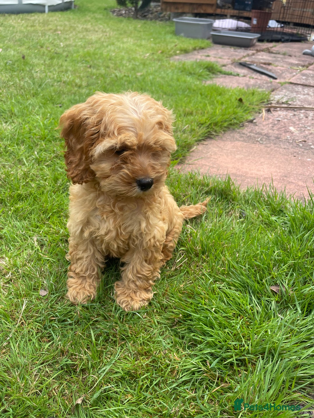 Cockapoo dogs for sale: Beautiful Cavapoo Puppy of Fox Red F1  - Image 5