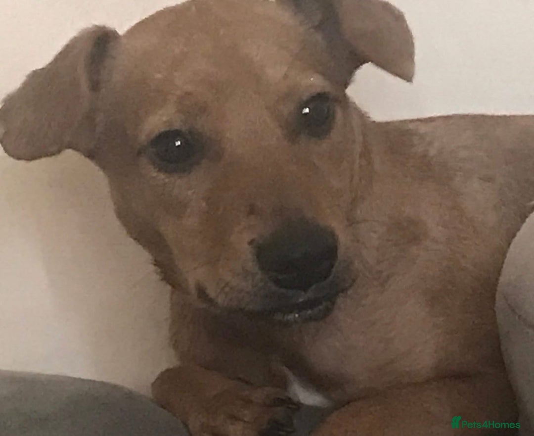 Mixed Breed dogs for sale: Alfie - Advert 14