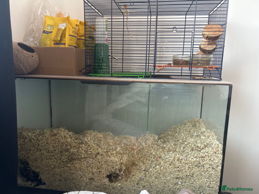 Gerbil rodents for sale: 3 boy gerbils need a loving home - Image 1