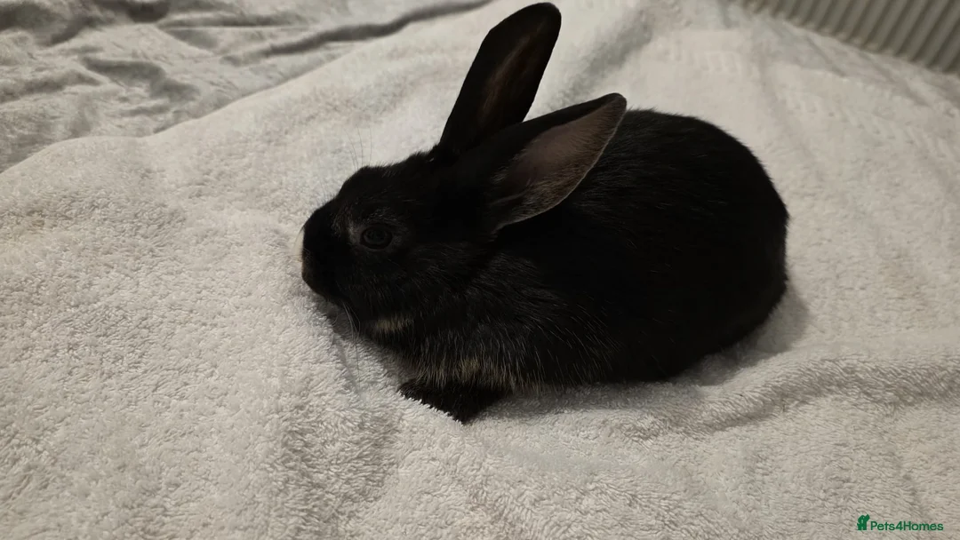 Dwarf Lop rabbits for sale: 10 weeks old - Advert 5