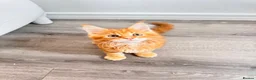 Maine Coon cats for sale: Pure breed XXL Maine Coon kittens  - Advert 7
