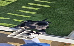 Staffordshire Bull Terrier dogs for sale: Black Female Staffordshire Bull Terrier - Image 4