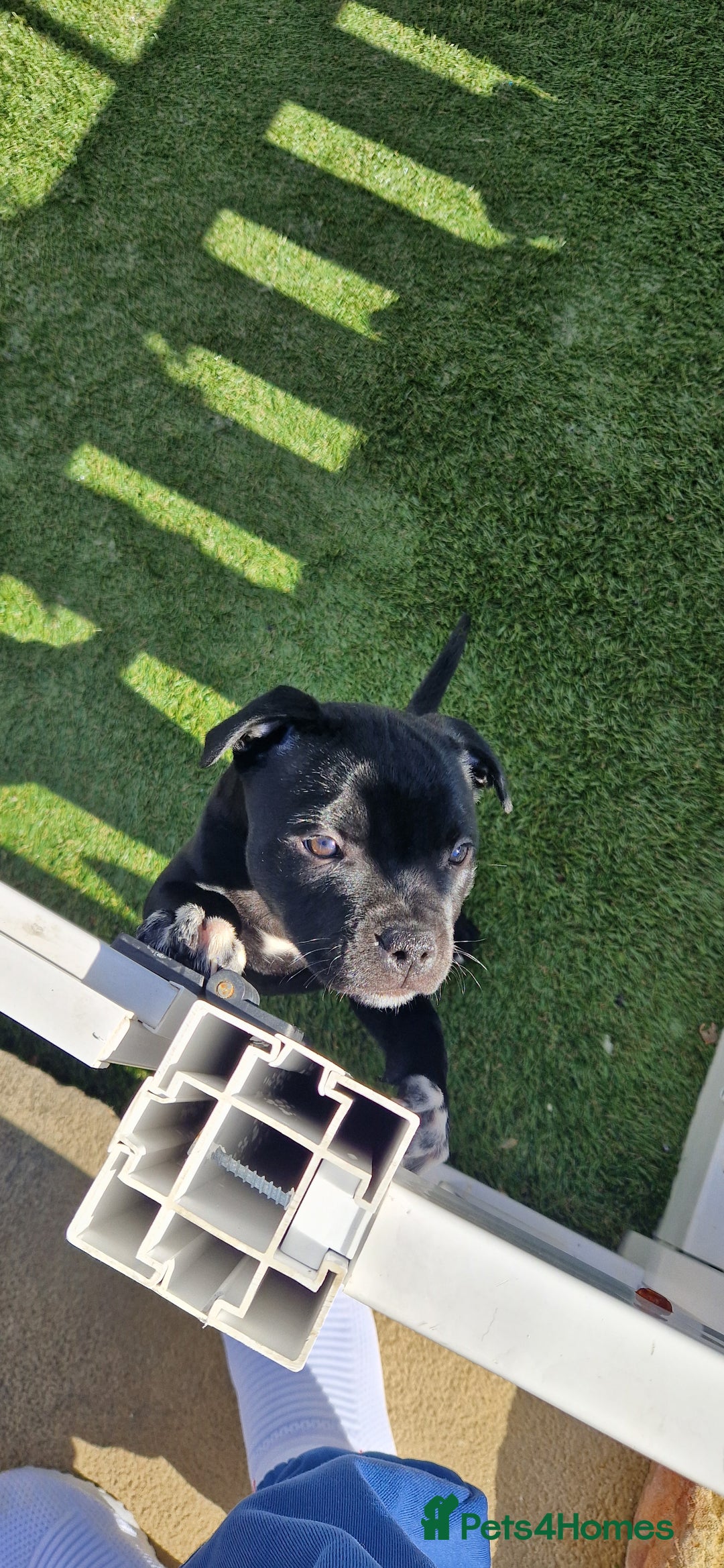 Staffordshire Bull Terrier dogs for sale: Black Female Staffordshire Bull Terrier - Image 4