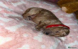 Cockapoo dogs for sale: 🌸3 gorgeous Chunky Cockapoos 🌸 - Image 29