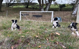 Border Collie dogs for sale: Lovely black and white sheepdog pups  - Image 4