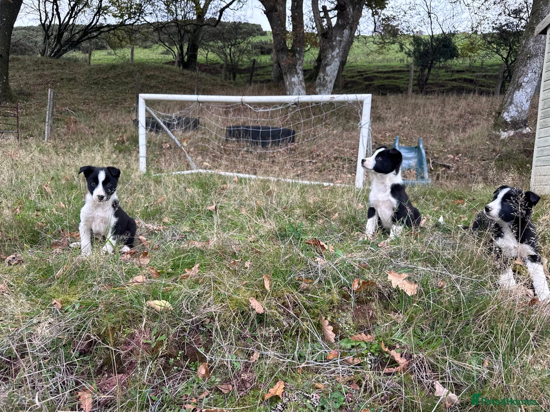 Border Collie dogs for sale: Lovely black and white sheepdog pups  - Image 4