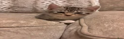 Bengal cats for sale: Beautiful Bengal X Kittens  - Advert 2
