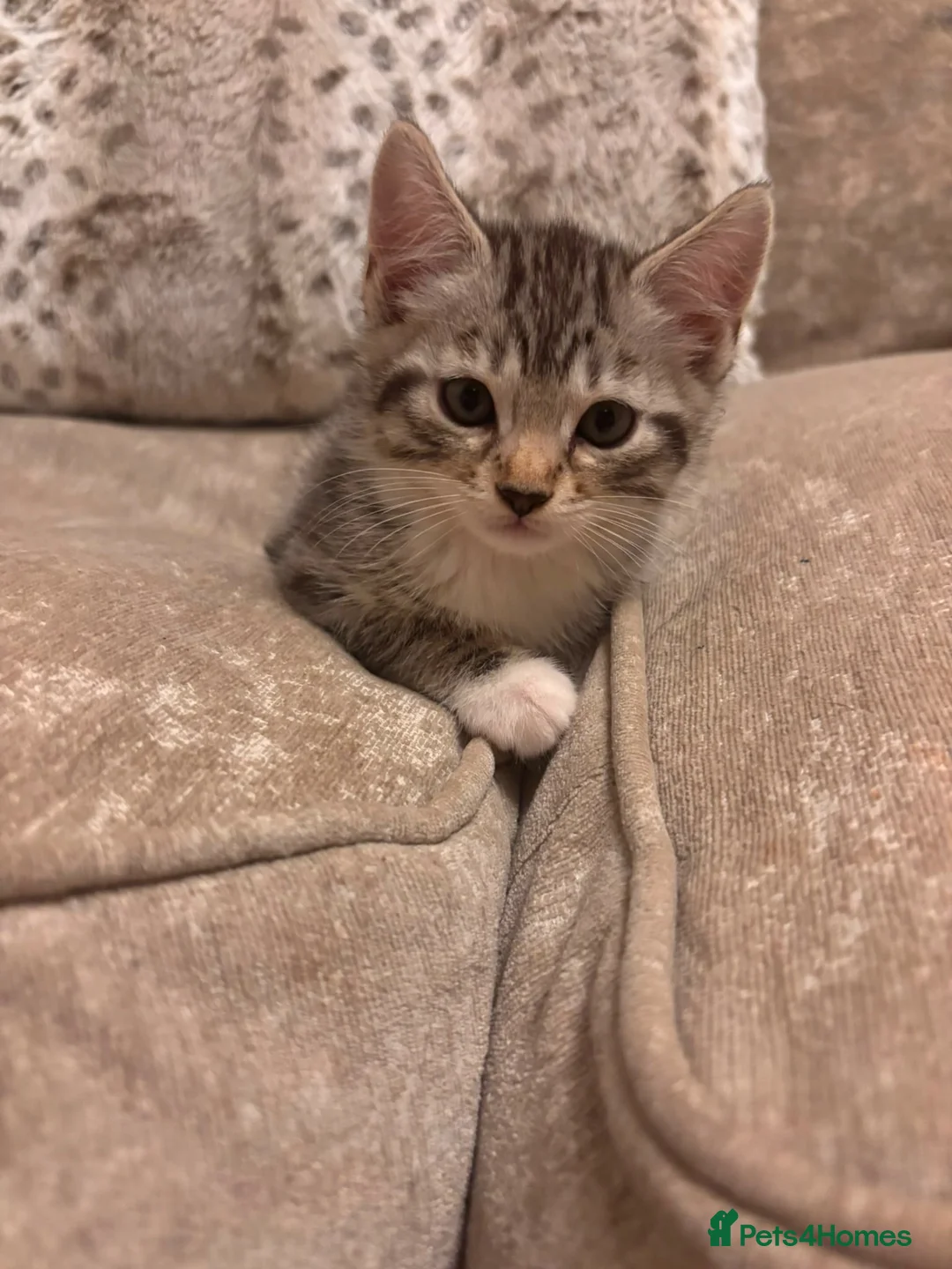 Bengal cats for sale: Beautiful Bengal X Kittens  - Advert 2