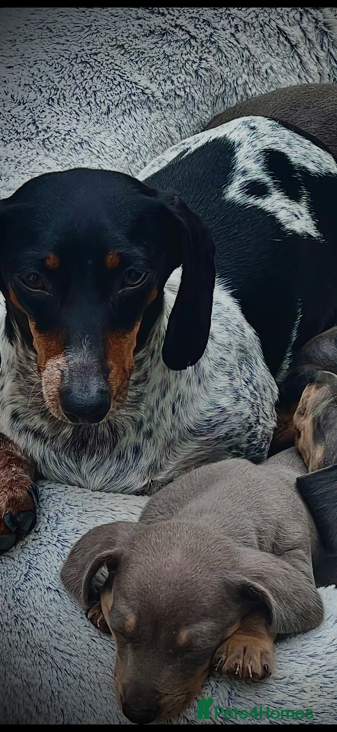 Miniature Dachshund dogs for sale: Miniature Dachshund Puppies 🐾🐾 in Waltham Cross - Advert 6