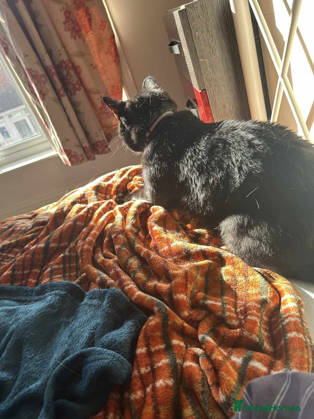 Domestic Shorthair cats for sale: Beautiful Male Egyptian Mau x Kitten for Rehoming - Image 11