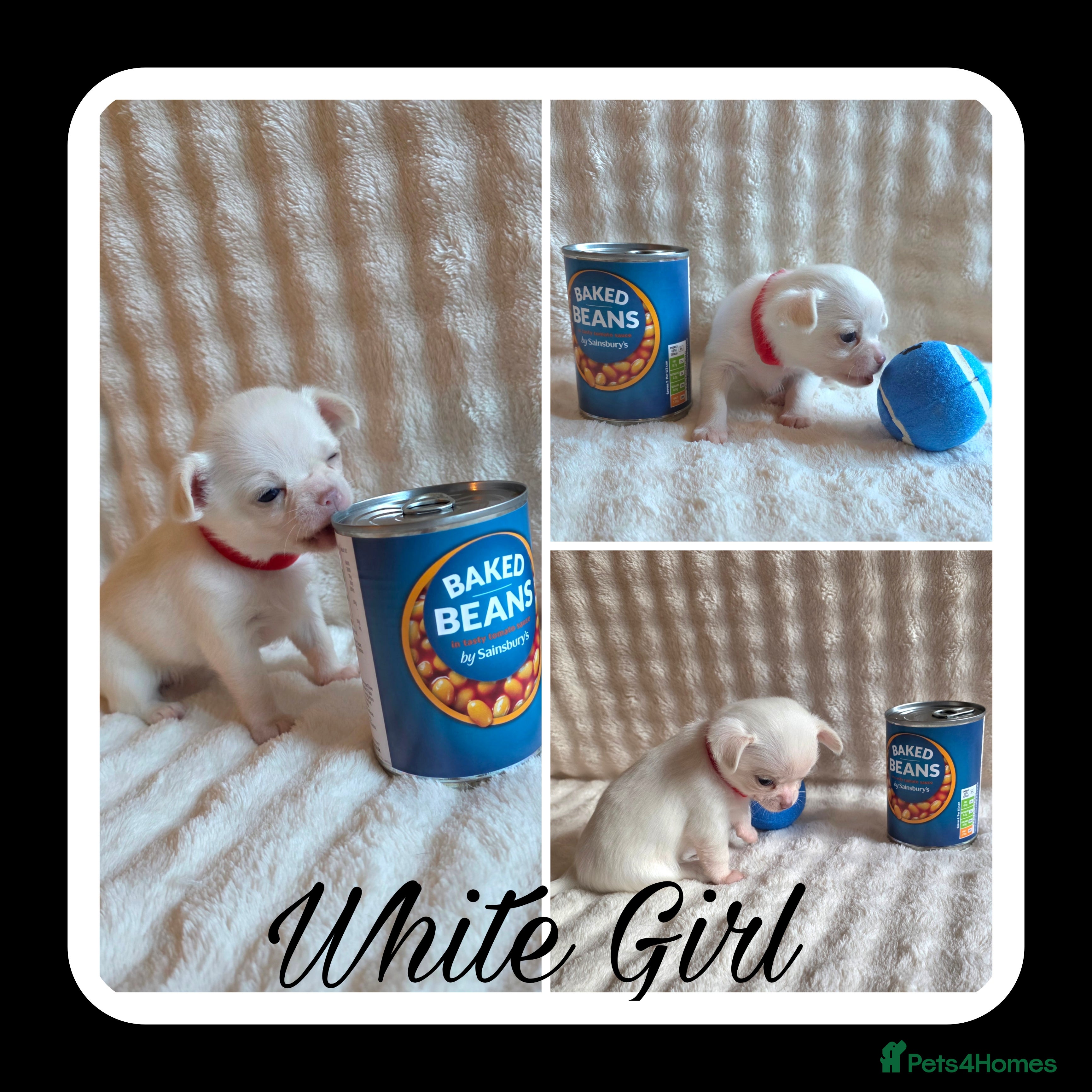 Chihuahua dogs 5 Beautiful true to type small chihuahuas - Advert 18