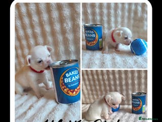 Chihuahua dogs 5 Beautiful true to type small chihuahuas - Advert 6