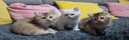 British Shorthair cats for sale: British shorthair pedigree kittens - Advert 15