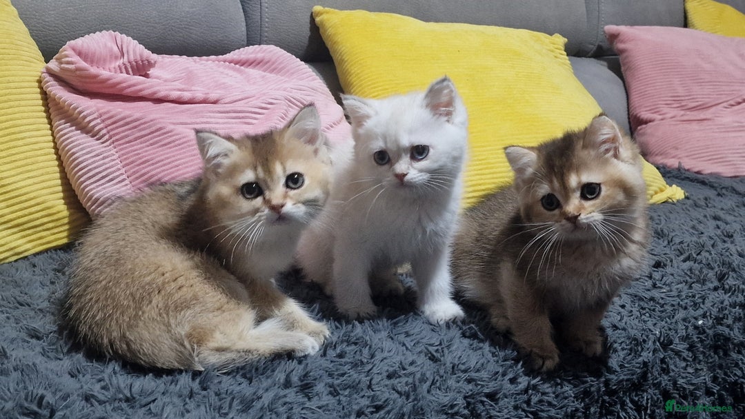 British Shorthair cats for sale: British shorthair pedigree kittens - Advert 15