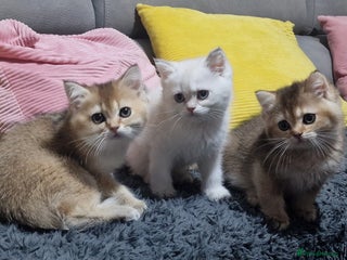 British Shorthair cats British shorthair pedigree kittens - Advert 9