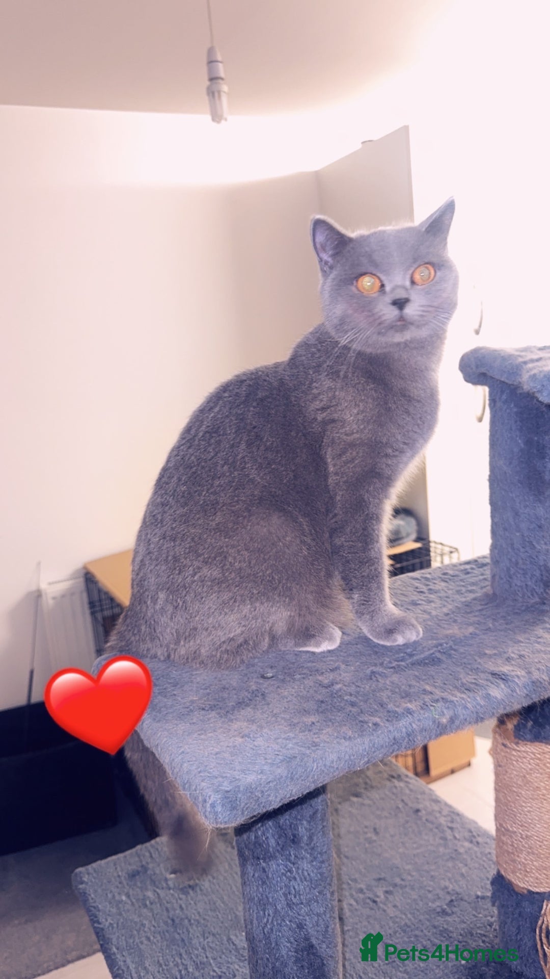 British Shorthair cats for sale: British short hair Cats - Advert 7