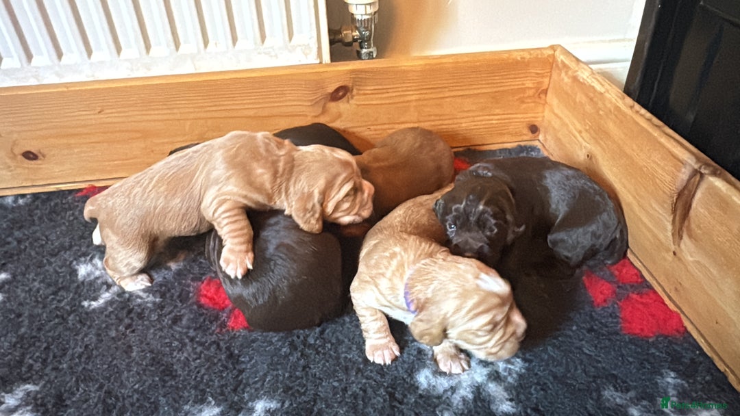 Cocker Spaniel dogs for sale: KC Registered Working Cocker Spaniels - Advert 6