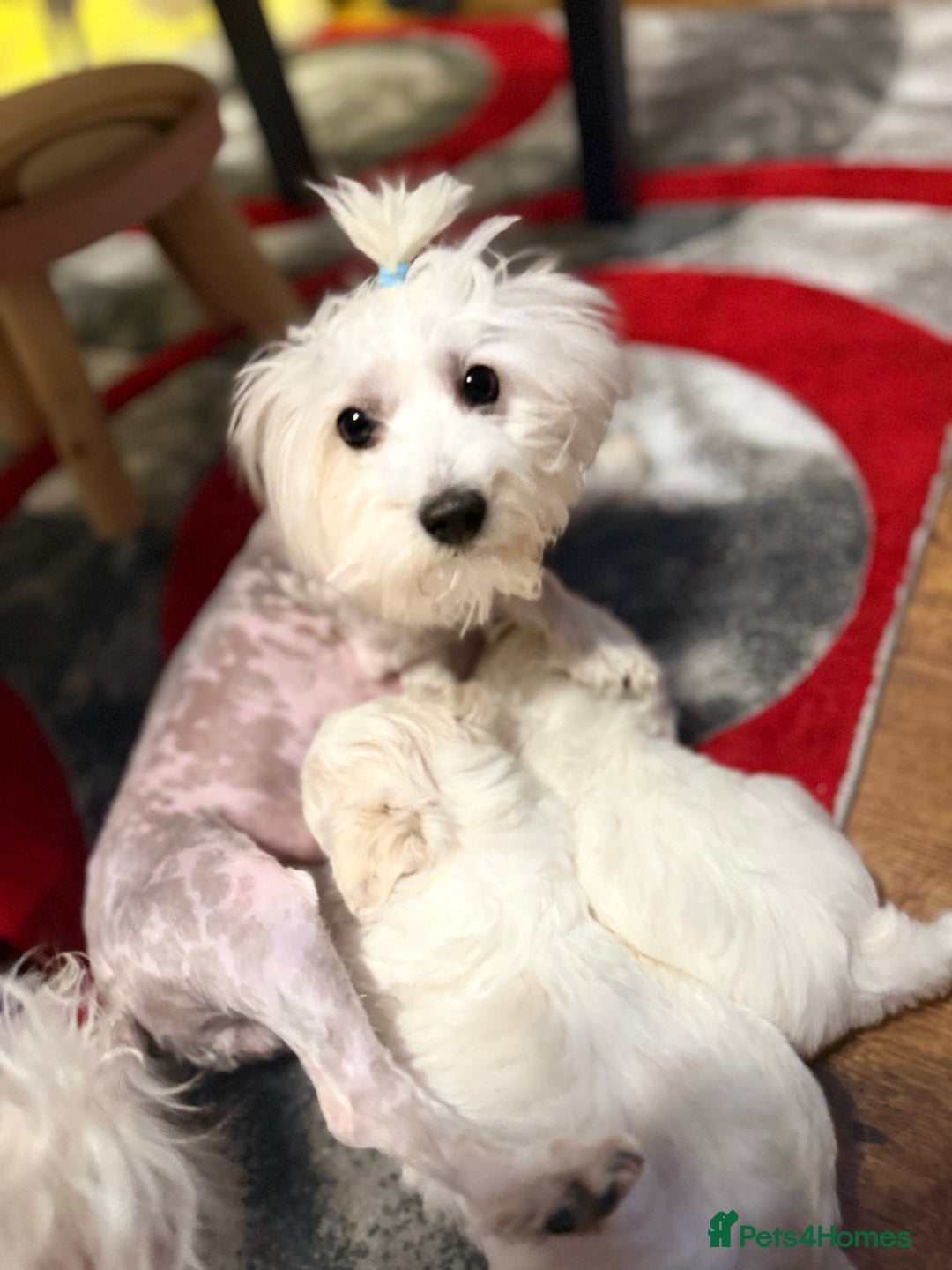 Maltese dogs for sale: Maltese bichon puppies - Advert 11