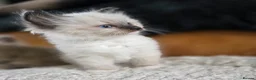 Ragdoll cats for sale: Quality Ragdoll Kittens - Advert 9