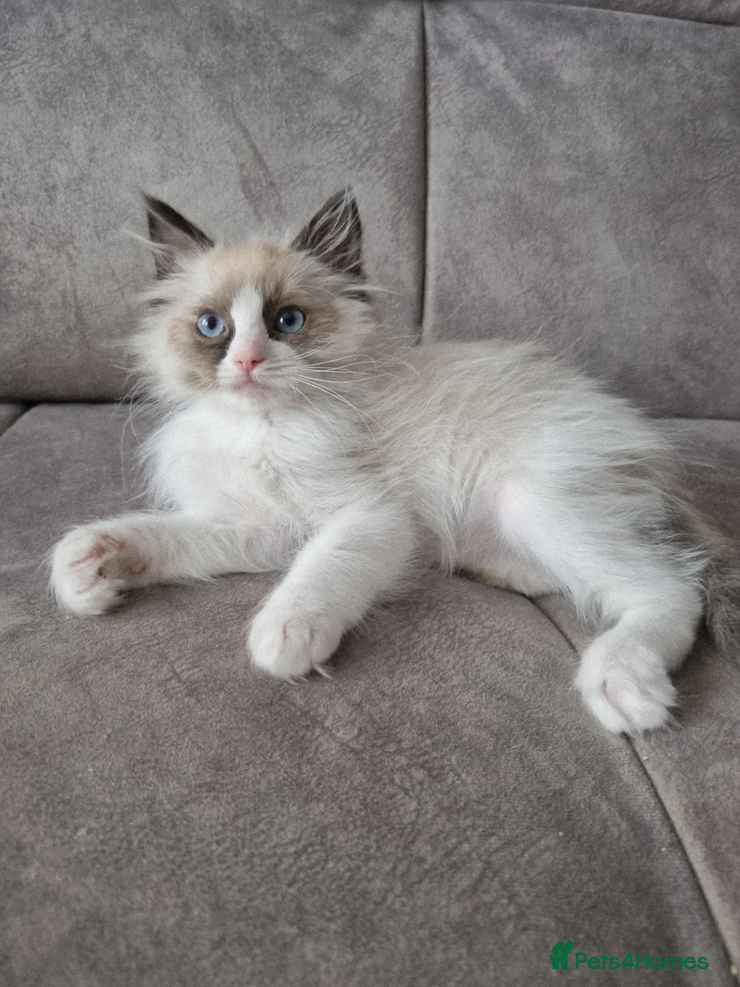 Ragdoll cats for sale: Seal Bi-Color Ragdoll boy DNA tested  - Advert 10