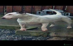 English Bull Terrier dogs for sale: English bull terrier  - Image 2