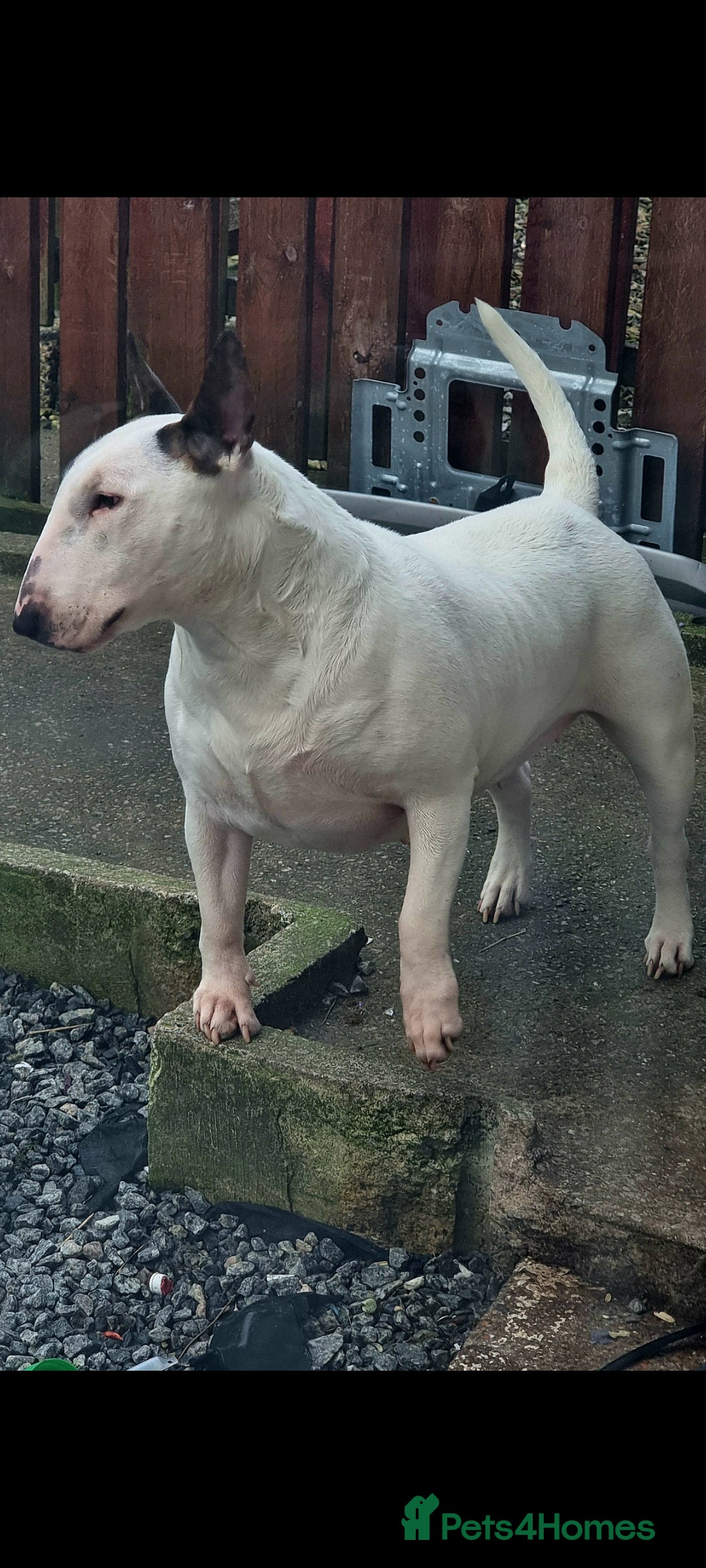 English Bull Terrier dogs for sale: English bull terrier  - Image 2