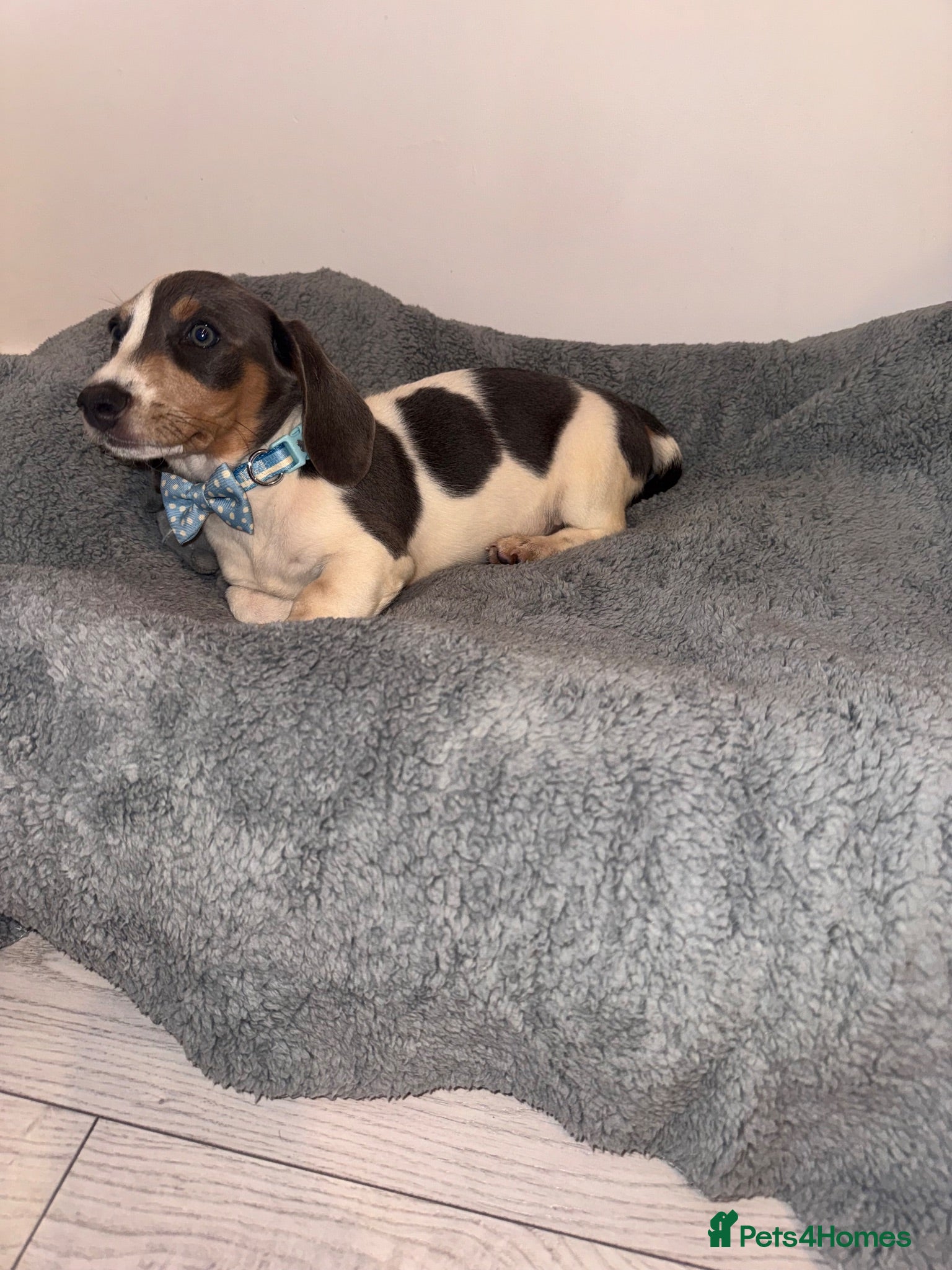 Miniature Dachshund dogs Miniature dachshund - Advert 1