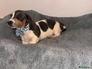 Miniature Dachshund dogs Miniature dachshund - Advert 1