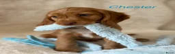 Cocker Spaniel dogs for sale: Cocker Spaniels - Advert 8