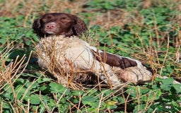 Sprocker dogs for sale: Working Sprocker Spaniel Puppy - Image 5