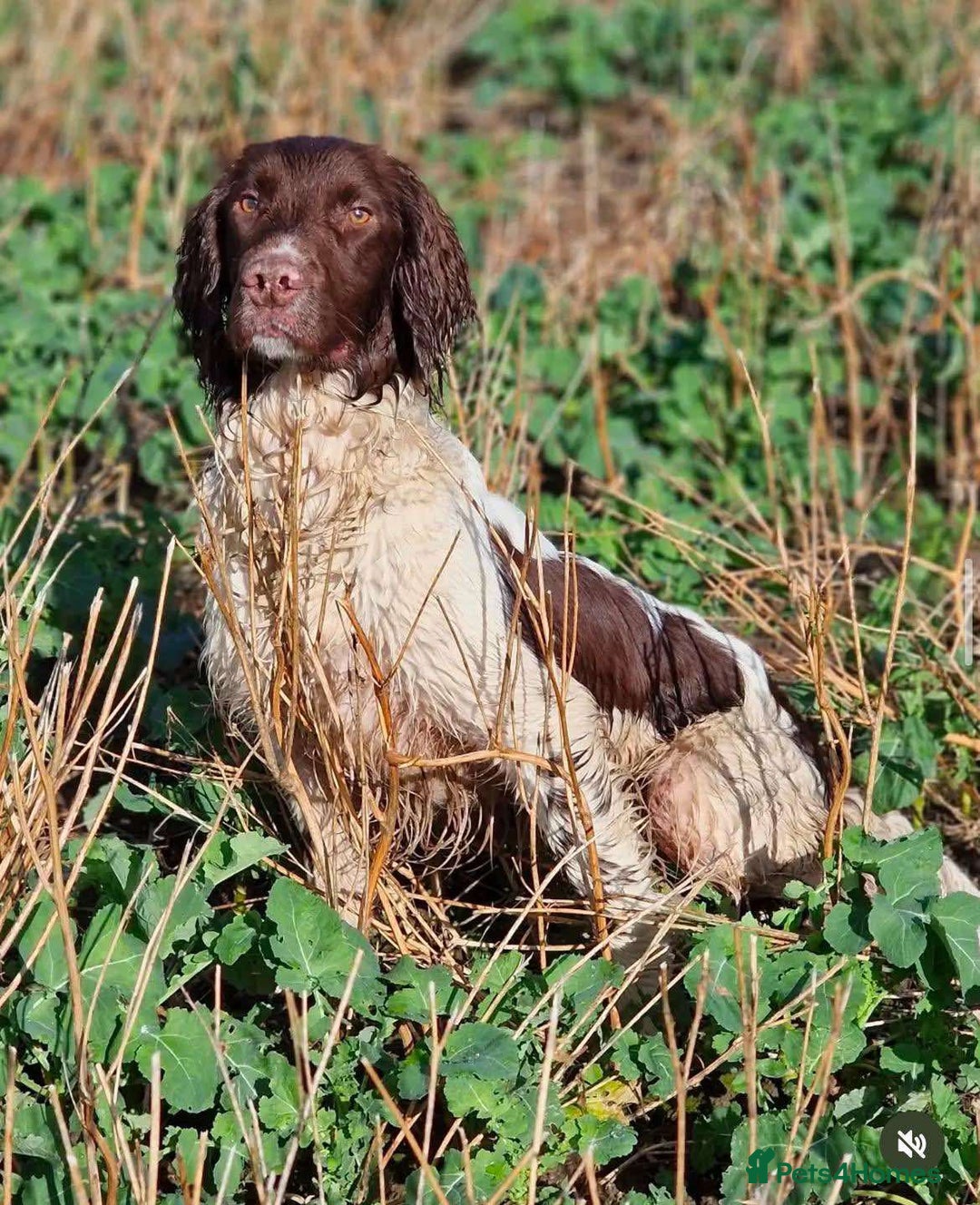 Sprocker dogs for sale: Working Sprocker Spaniel Puppy - Image 5