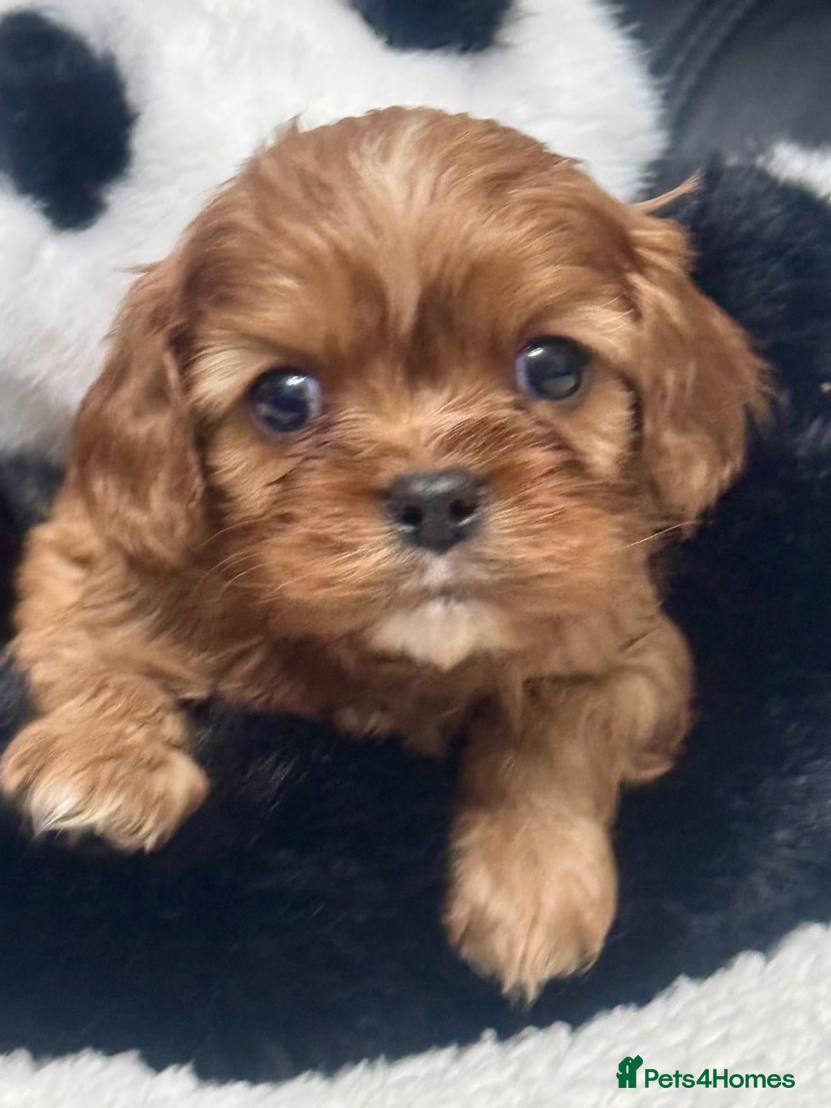 Cavalier King Charles Spaniel dogs Cavalier King Charles puppies - Advert 3