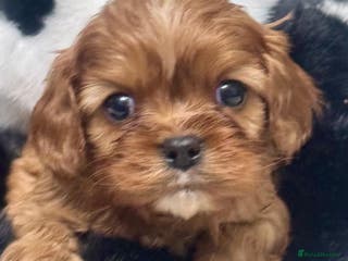 Cavalier King Charles Spaniel dogs Cavalier King Charles puppies - Advert 3