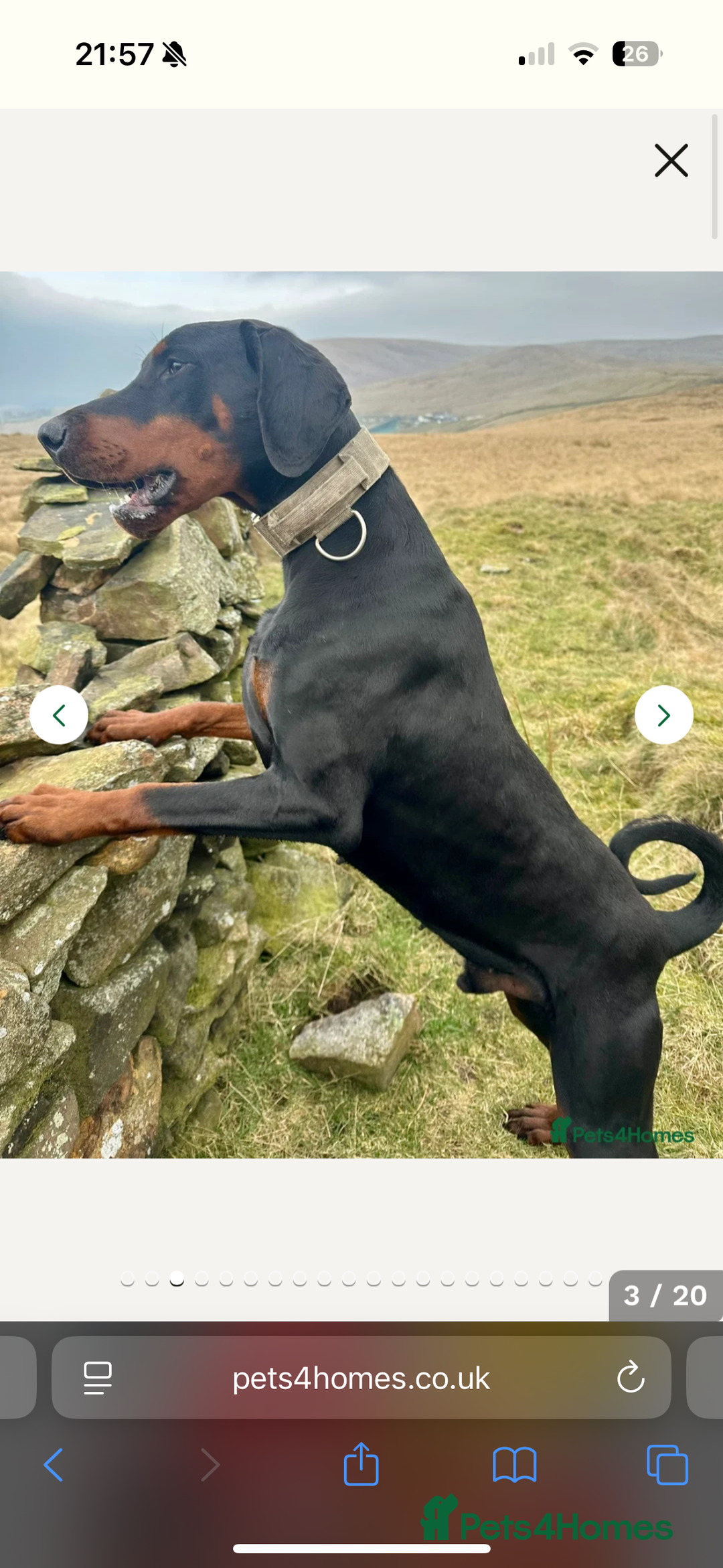 Dobermann dogs for sale: Beautiful European KC reg Doberman Puppies - Image 4