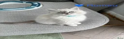 Ragdoll cats for sale: GCCF Registered - 1 Blue Tabby Remaining  - Advert 4