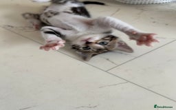 Bengal cats for sale: Bengal X Kittens - Image 27
